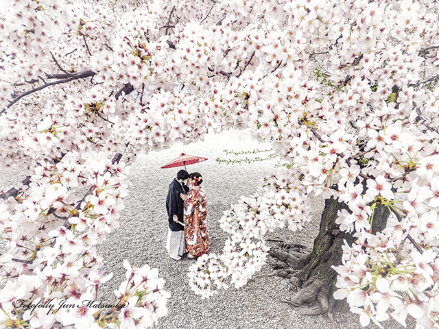 和装前撮り　桜と　WPC日本代表ブライダルフォト