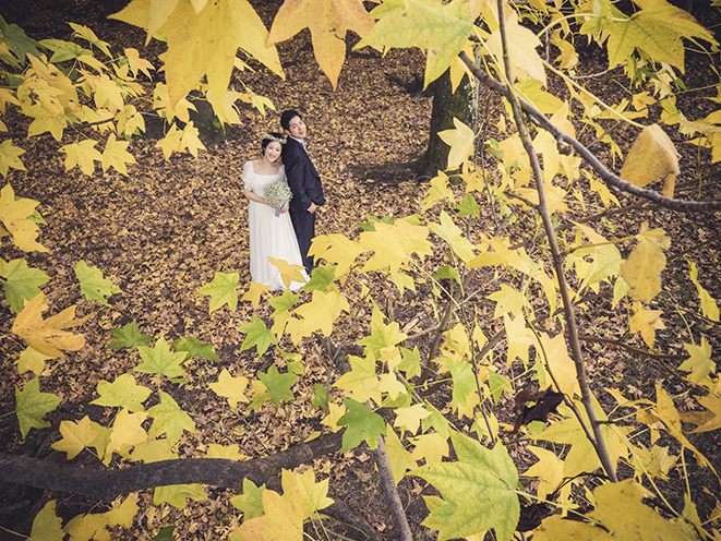 結婚式前撮り　横浜での前撮り　ブライダルフォト　根岸森林公園　銀杏の木上からの撮り下ろし