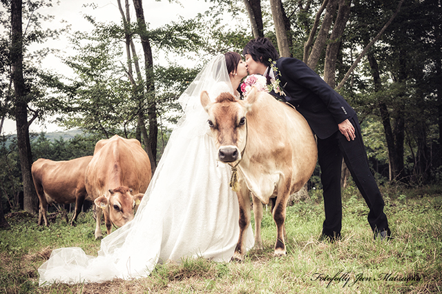 那須高原で結婚式前撮り　フォトウエディング　リゾートウエディング　那須動物と前撮り　ジャージー牛とキス