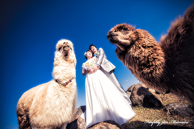 那須高原で結婚式前撮り　フォトウエディング　リゾートウエディング　那須動物と前撮り　アルパカと写真　那須動物王国