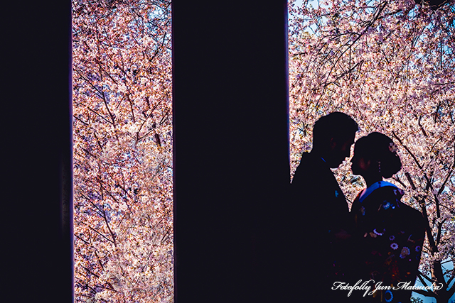 和装前撮り　東京都内　桜と前撮り　桜ロケーションフォト　フォトウエディング　色打掛　前撮り出張カメラマン　さくらシルエット