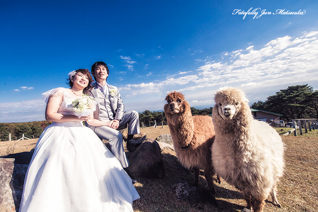 那須高原で結婚式前撮り　那須フォトウエディング　動物王国でフォトウエディング　アルパカとウエディングフォト　アルパカと挙式　アルパカと