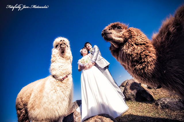 那須高原で結婚式前撮り　那須フォトウエディング　動物王国でフォトウエディング　アルパカとウエディングフォト　アルパカと挙式　アルパカと立って