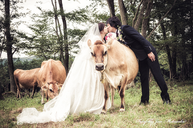 那須高原で結婚式前撮り　那須フォトウエディング　森林の牧場でフォトウエディング　ジャージー牛とウエディングフォト　キス