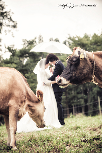 那須高原で結婚式前撮り　那須フォトウエディング　森林の牧場でフォトウエディング　ジャージー牛とウエディングフォト　おでこ合わせ