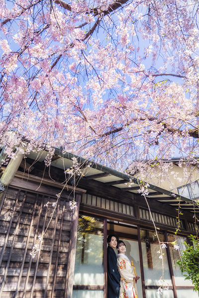 和装前撮り　前撮り和装　桜シーズン前撮り　都内寺院で　桜　前撮り　前撮り色打掛　青空と桜